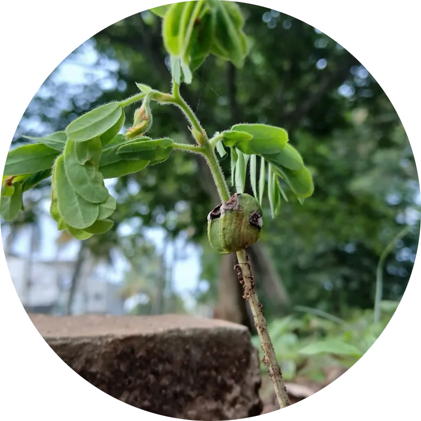 Kalpaka