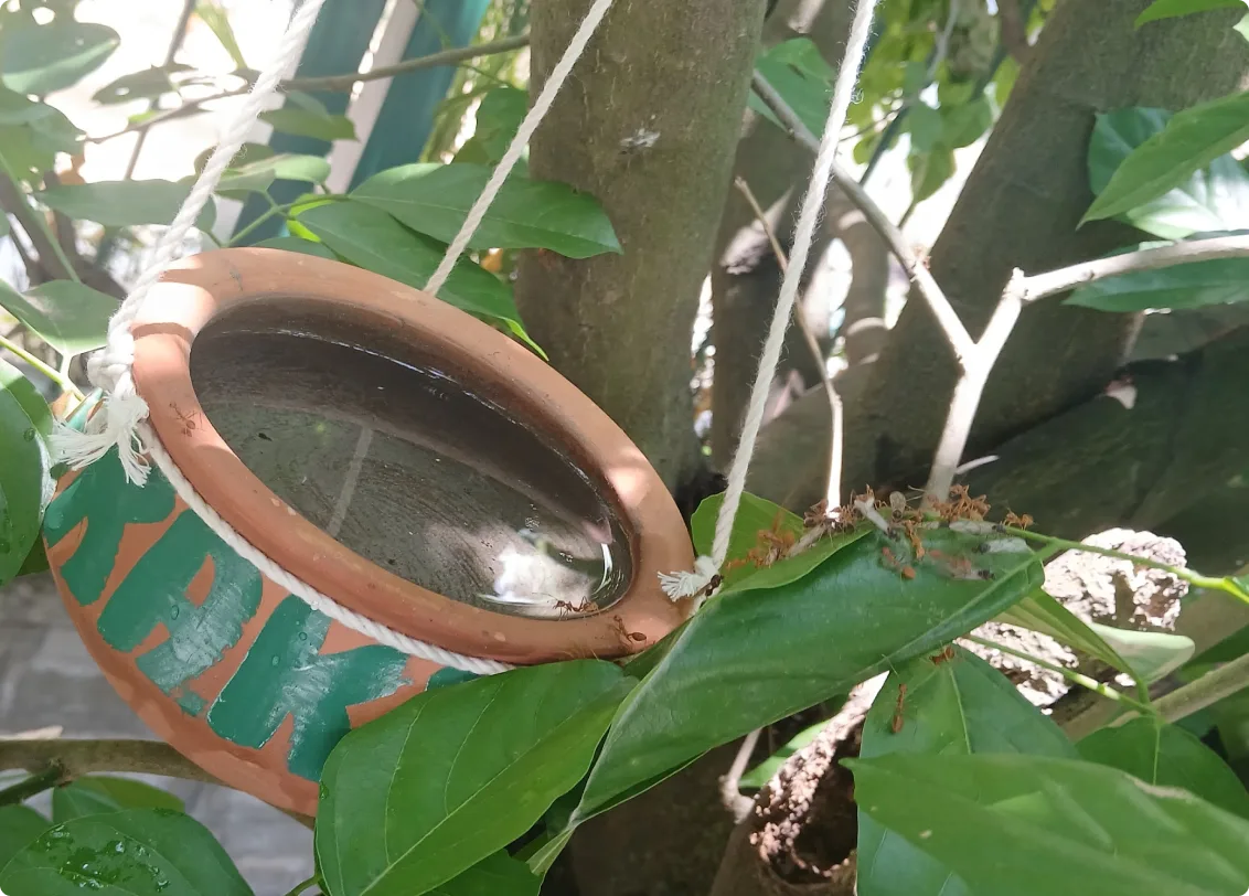 kalpaka