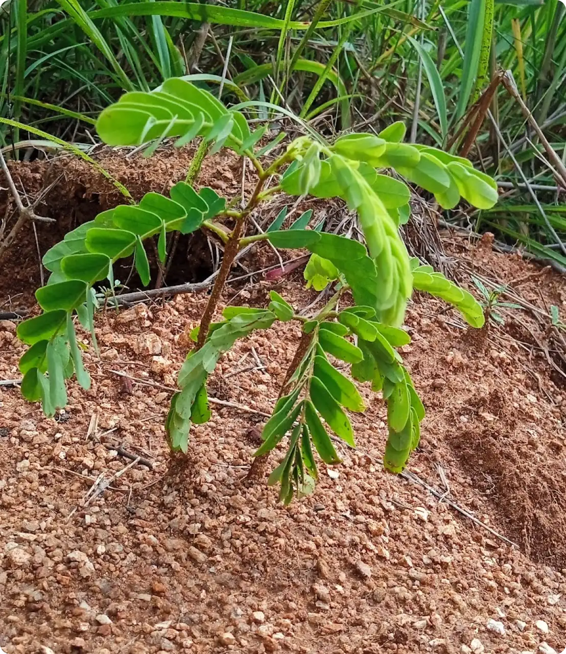 kalpaka