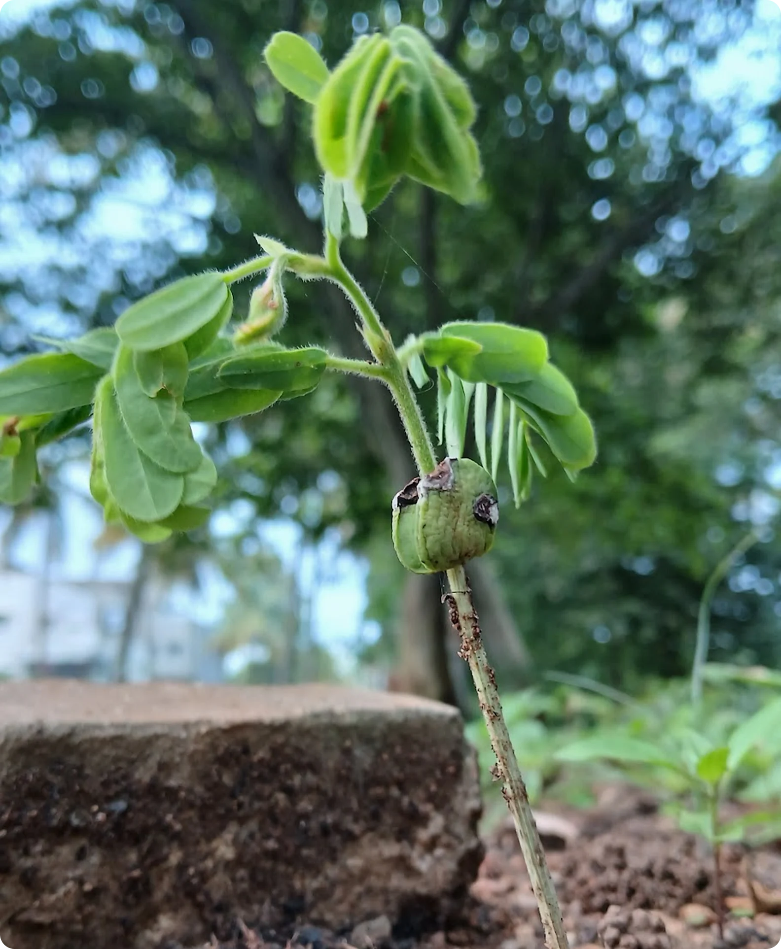 Kalpaka